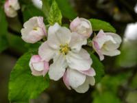 Apfelbaum Blüten